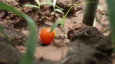 庆云县：“虫虫特攻队”这样干农活 以虫治虫防治玉米病虫害 