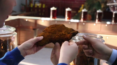 夏津县：全身是宝话桑树