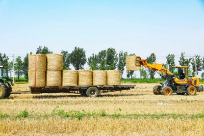 乐陵：打出“组合拳” 做强“牛经济”