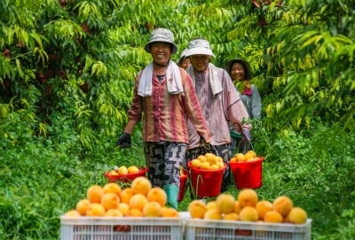 乐陵：立秋近 农事忙