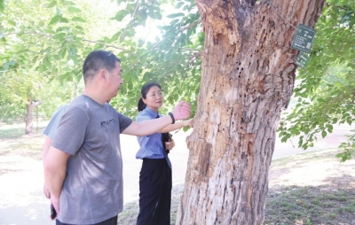 古桑树群有了检察护卫队 | 夏津持续跟进农业文化遗产保护传承与综合治理