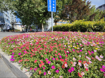 德州园林：增植草花，街景添“彩”
