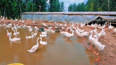 【产业赋能致富路】临邑县养殖户张海燕：林间养鹅 奏响致富“向天歌”