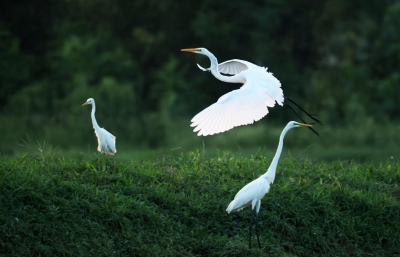 绿水青山有颜值更有价值，山东执改革之笔绘美丽山东新画卷