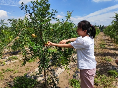 【产业赋能致富路】齐河县晏北街道狮子刘村：火红石榴带来致富新路子