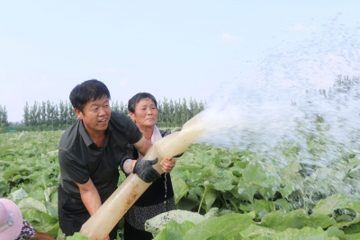 齐河县赵官镇：牛蒡种植带动村集体增收20余万元