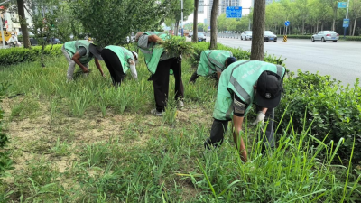 德州园林：全面开展杂草清除工作  
