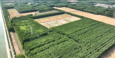 党建引领促农民增收农业发展农村繁荣，齐河表白寺镇：擘画乡村振兴新图景