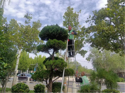 德州园林：抓时机抢补植  “中秋”假期不停歇