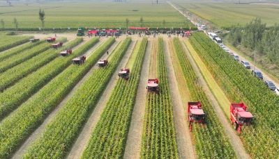 德报读图 | 德州：玉米田里大“比武”，机收减损助丰收