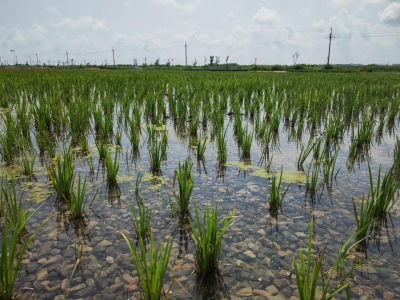 一株草，一群人：黄菖蒲与山东“种草人”的黄河故事 
