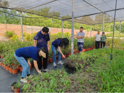 “理论+实践”助推园林管养！德州园林：开展宿根植物养护推进会