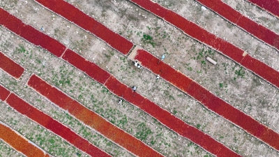 乐陵：金秋枣红晾晒忙