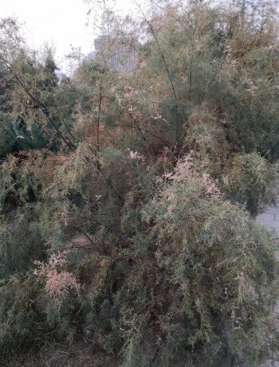 散文｜贾敬德：又见柽柳灌木