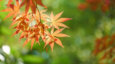 散文｜贾敬德：落叶遐想