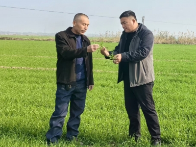 厚道山东人 | 齐鲁乡村之星陈小福：“归雁”领航 带动家乡换新貌