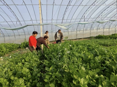 德州市农业科学研究院专家到抬头寺镇安庄村开展农业技术服务活动