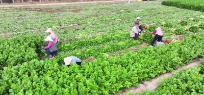 齐河县马集镇：芹香馥郁财入户 锦鲤热卖乐满乡