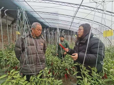 寒潮来袭，德州市农科院专家支招蔬菜管理