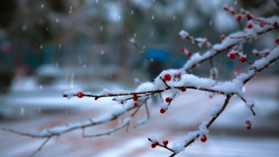 诗｜霍瑞珂：这场雨夹雪比过年还让人欢喜