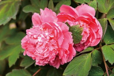 杨紫李现爆剧《国色芳华》，里面的牡丹竟都来自山东