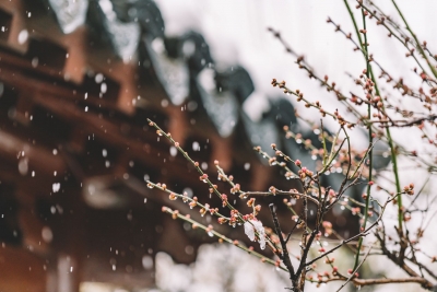 诗｜叶凡圣：上春雪中即景