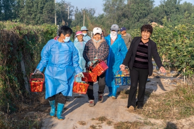 德报读图 |种下无花果 开出幸福花