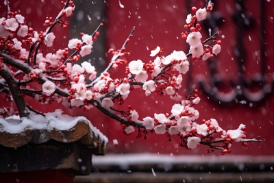 散文｜满春重：雪后遐想