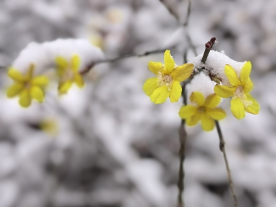 诗｜王朝忠：春雪二首