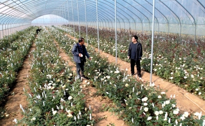市人社局驻平原县王杲铺镇甜北村第一书记李保栋——为“甜水玫瑰”拓宽销路