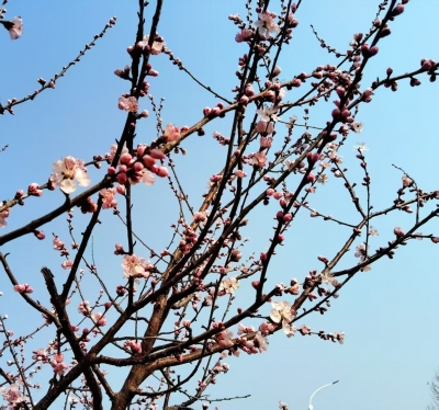 诗｜王朝忠：碧桃花