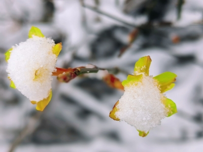词｜张玲：浣溪沙 · 春雪