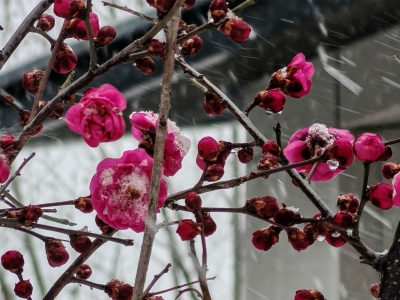红梅映雪分外艳！德州引进抗寒梅花品种