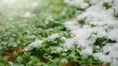 散文 | 王季春: 春雪贵如油