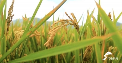 柬埔寨公主的沂蒙山小调里，种草了哪些好风光？