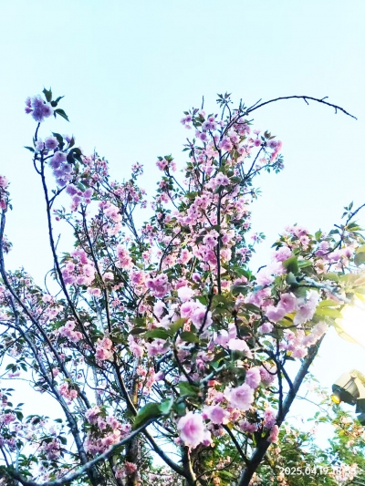 诗｜张玲：谷雨 · 柳枝 · 樱花 (外一首)