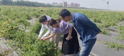 德城区新华街道金花开出新画卷