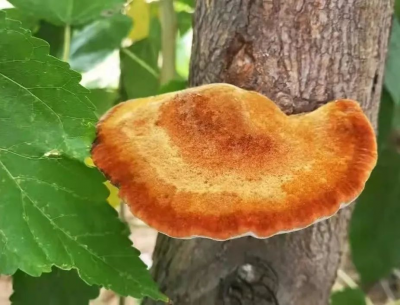 品牌价值18.34亿元！“夏津桑黄”居国内桑黄类榜首