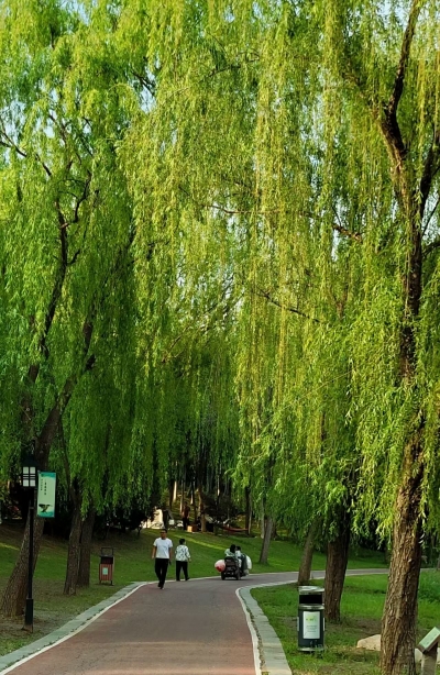 诗｜于占德：再吟夏柳