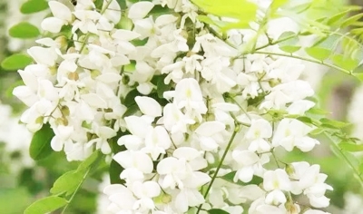 诗｜张庆杰：五月槐花香