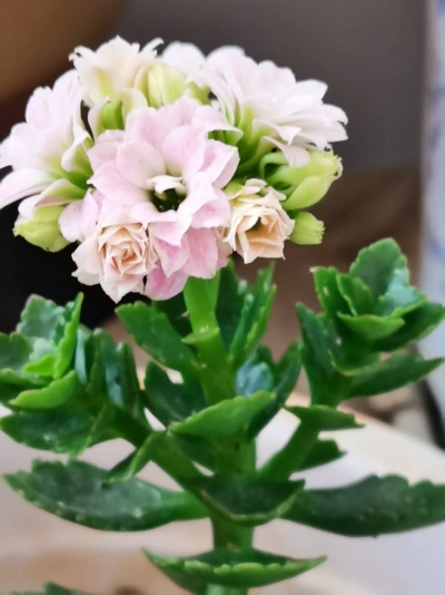  诗 | 田翠玲：老妈种花（外二首）