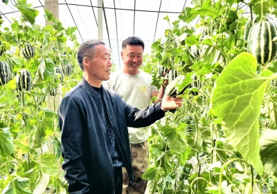 齐河县华店镇闫庄村：年销千万元 甜瓜变致富“金瓜”