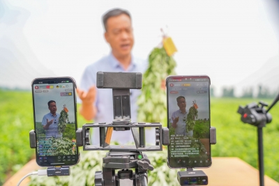 乐陵市花园镇：艾草飘香销售忙