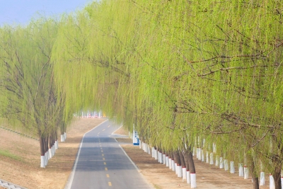 齐河有条宝藏公路 60多公里随手一拍就是大片