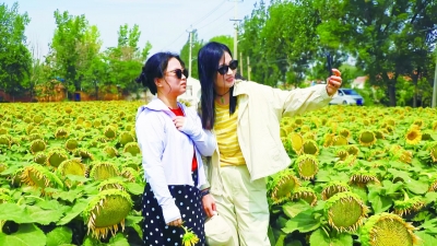 禹城市市中街道：油葵花开客自来