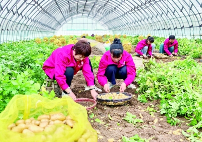 乐陵：马铃薯原原种喜获丰收