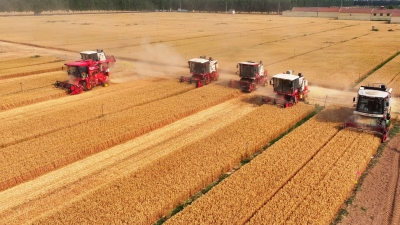 德州800多万亩小麦开机收获 | 2.6万台收割机驰骋麦田抢收忙