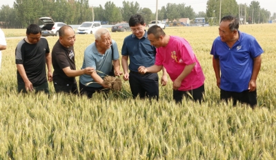 增产率为5.01%｜德州市农科院小麦种肥混播见成效