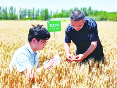 齐河：科学种田有“质”更有“智”