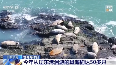 山东：海洋经济动能澎湃 建设美丽海湾彰显“硬核”实力